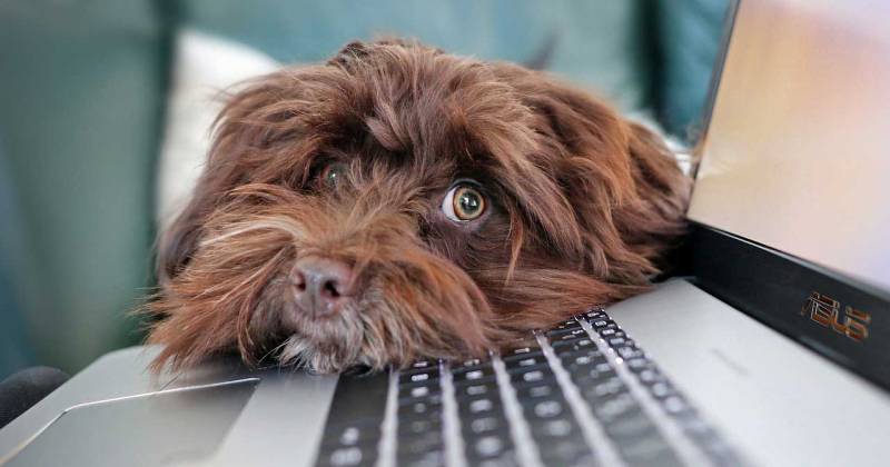 Un gos al costat d'un ordinador dins d'una llar.