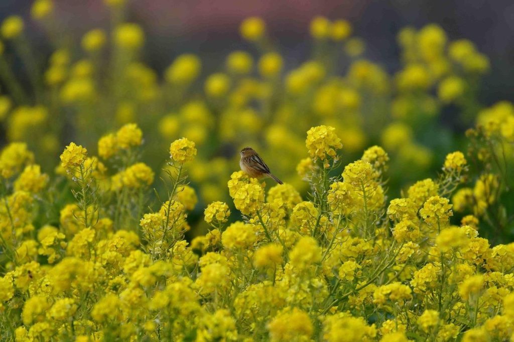 Ocell entre flors grogues d'un cultiu agrícola en flor.